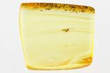Fossil Scale Insect (Coccoidea) in Baltic Amber #284661-1
